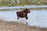 LABRADOR 230